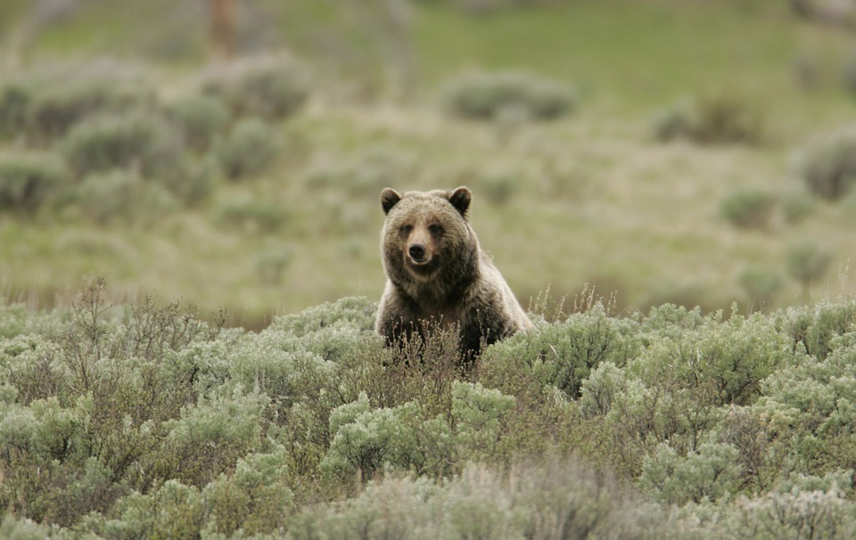 yellowstone national park vacation