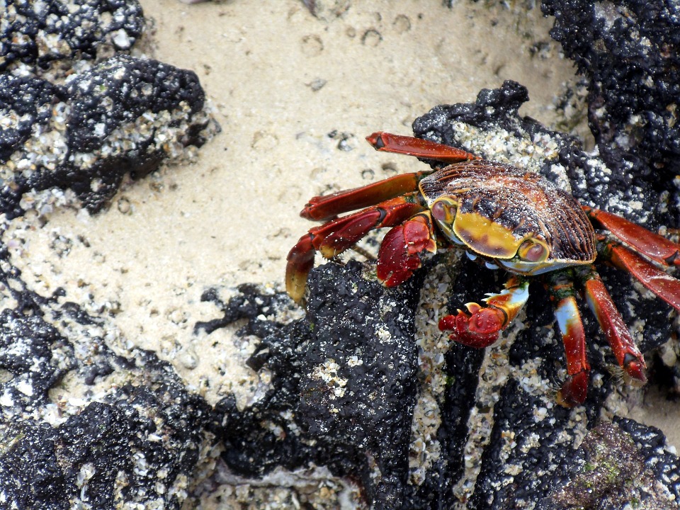 galapagos island